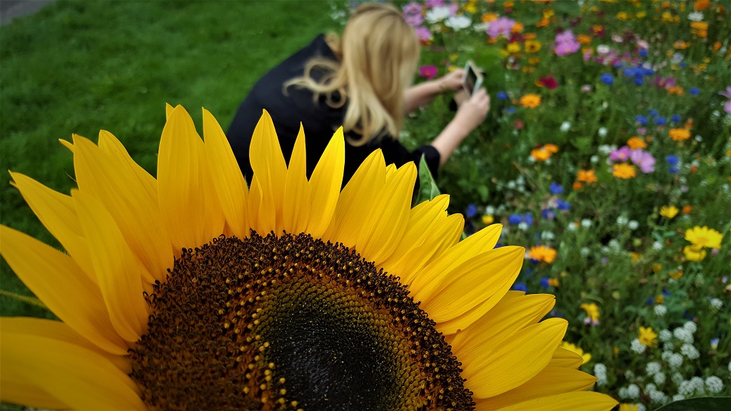 Ines im Wildblumenfeld